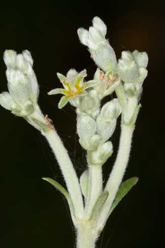 Eriogonum longifolium #24